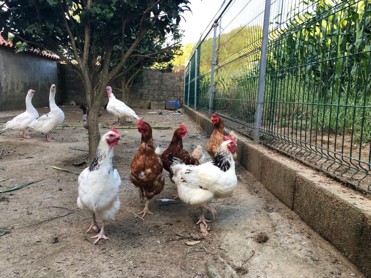 Quinta Do Avo Dimas - Rural Home - Sao Bras Porto Formoso Dış mekan fotoğraf